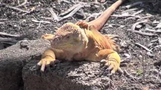 Silversea - Silver Galapagos Cruise - Part II