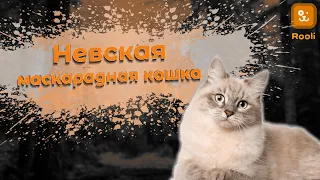 Невская маскарадная кошка - гордость Москвы: Фото и особенности