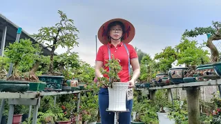 bonsai giá rẻ Zalo 0336875979/19/05