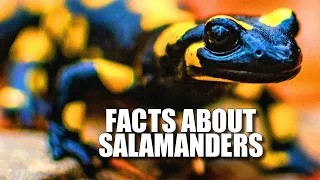 Salamander Facts: WHAT is a SALAMANDER 🦎 Animal Fact Files