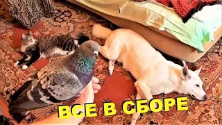 ВСЕ ЖИВОТНЫЕ В КОМНАТЕ 3 (голуби, ворона, кошки и собаки)