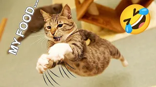 Funny Animal Videos 2023 😂 Funniest Dogs and Cute Cats 😺🐶 Part 40