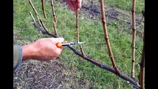 🔴🔴Pruning grapes. Pruning grapes. Autumn work in the vineyard. Grapes of Belarus.