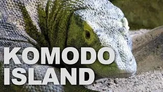 Komodo National Park, Home of the World's Largest Lizard (Komodo Dragon)