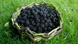 Making A Bramble Stem Basket