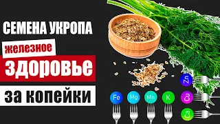 Семена укропа – источник железного здоровья на наших огородах