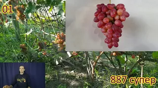 Аналітика 300+ сортів винограду (2/3 частина)