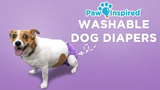 Washable Dog Diapers | Paw Inspired® Reusable Dog Diapers