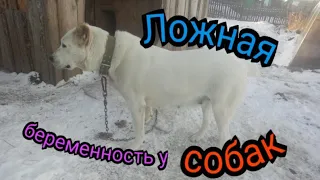 Ложная беременность у собак!