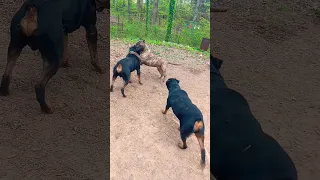 Rottweiler stops Presa Canario from being too aggressive