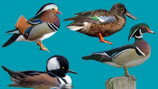 Species of Ducks