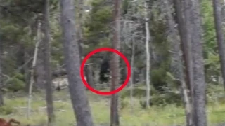 Bigfoot Sighting In Colorado 2015