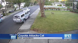 Coyote Attacks Cat In East Sacramento