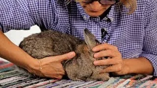 How to Handle a Pet Rabbit | Pet Rabbits