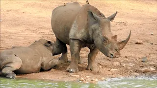 En liten film om Sydafrikas vilda djur