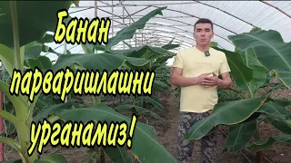 Банан парваришлашни урганамиз! 2-видео.