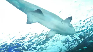 SHARK TUNNEL AT RIPLEY'S AQUARIUM TORONTO