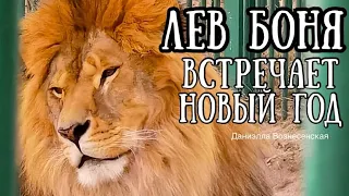 ❤️Наш КОРОЛЬ встречает НОВЫЙ ГОД! Life of lions