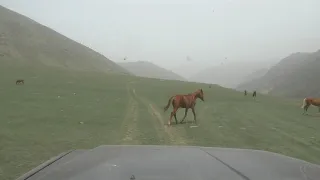 В горы за грибами.