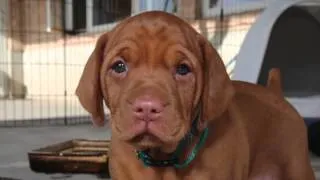 Vizsla Pup - First 8 Weeks