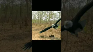 Rabbit Turtle And Eagle Attack #shorts #eagle #rabbit