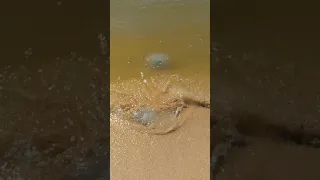 Медузы азовского моря