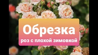 Как обрезать подмерзшие розы