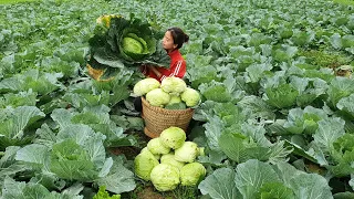 Harvesting Vegetable Garden Goes to the market sell  l triệu thị xuân