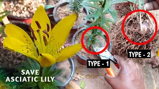 How To Save Asiatic Lily Bulbs | Asiatic Lily Propagation | The Smart Gardener