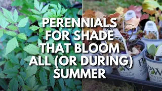 Want Shade-Loving Perennials That Bloom During Summer? Plant These! 😮😉