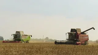 [Уборка пшеницы] 2x  ПАЛЕССЕ GS12, GS12A1, CLAAS Lexion 570, МАЗ 5551, 5516