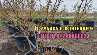 Голубика в контейнерах🫐 Ответы на вопросы ⁉️