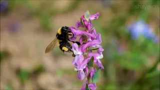 ABBA : Bumblebee (2021) Subtitles