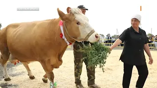Конкурс красоты коров в Бутучанах
