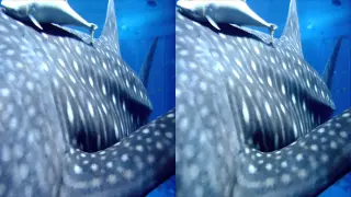 Video 3D. Aquarium.