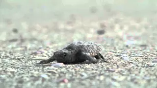 Sea Turtle Hatchling Leaves the Nest