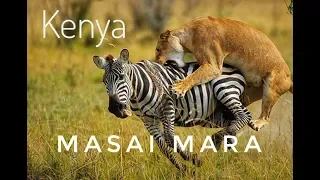 Masai Mara Wildlife Documentary