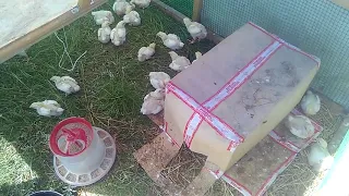 Куриный трактор за 1500 рублей, самый простой курятник