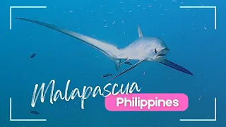 Malapascua Philippines | Diving, snorkeling, nightlife and walking tour!