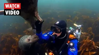 Diver plays with seals who compete for his attention