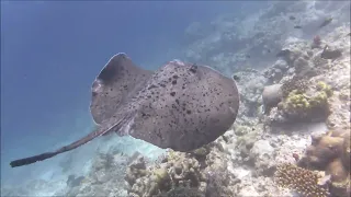 Filitheyo Maledives Freediving