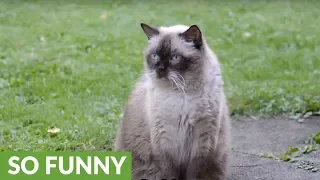 6 signs you are actually a cat