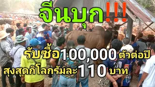 จีนบุก!!!...100,000ตัวต่อปี...สุงสุดกิโลกรัมละ110บาท