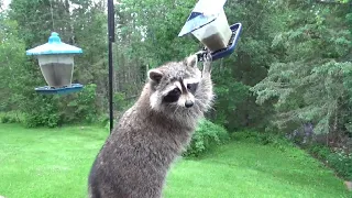 Monday Evening Daytime Raccoons