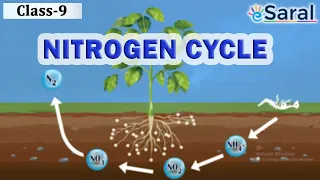 Nitrogen Cycle – Natural Resources | Class 9 Science | Biology – eSaral