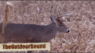 RAVIN CROSSBOW vs 150” WHITETAIL