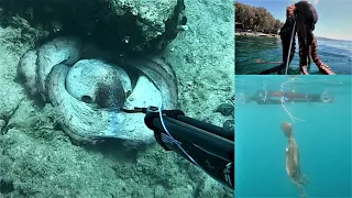 Big Spirngtime Octopuses in Shallow Water / Μεγάλα Ανοιξιάτικα Χταπόδια σε Ρηχά Νερά