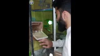 Visit Lovebird Breeding Setup In Lahore | Small Business Idea In Pakistan | Low Investment Business