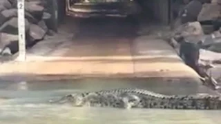 Man Attacked At Crocodile Infested Crossing