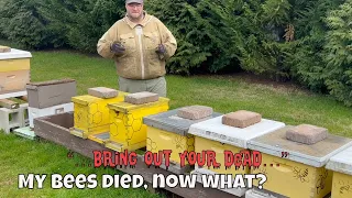 🔴 My honey bees died, now what?
